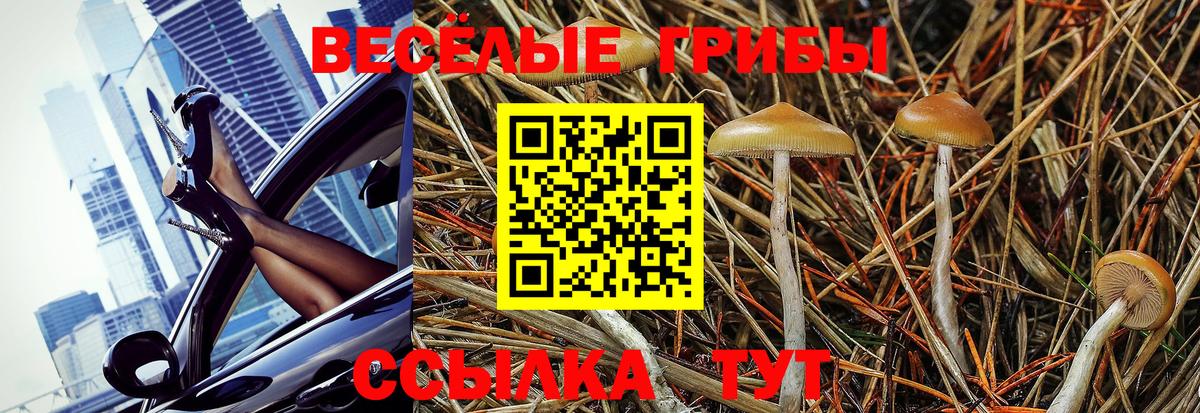 Псилоцибиновые грибы Psilocybine cubensis Верхняя Пышма